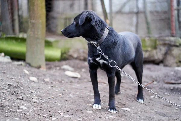 Grande Cão Guarda Preto Acorrentado Quintal — Fotografia de Stock