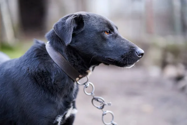 裏庭には大きな黒い番犬が鎖でつながれていた — ストック写真