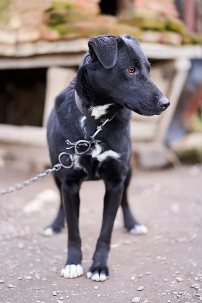 裏庭には大きな黒い番犬が鎖でつながれていた — ストック写真