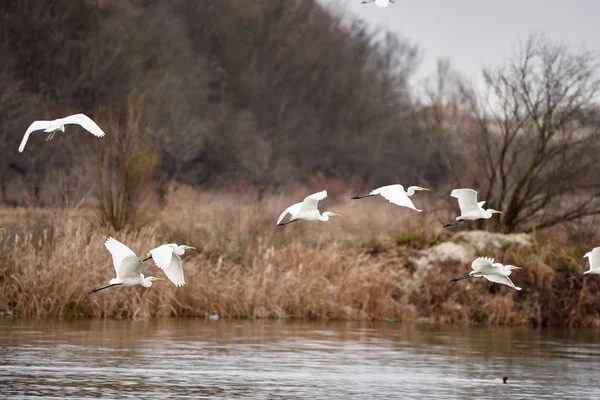 Group Great Egrets Flying River Swamp — Stock Photo, Image