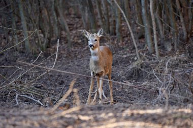 İlkbaharda ormanda geyik güğümü
