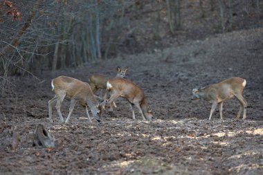 İlkbaharda ormanda geyik Roe geyiği