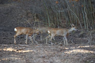 İlkbaharda ormanda geyik Roe geyiği