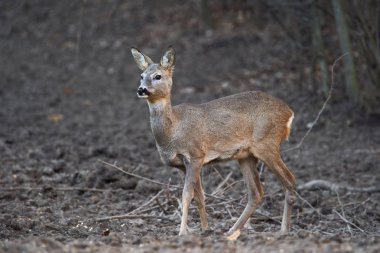 Yavru geyik, capreolus capreolus, ormandaki beslenme noktasında, tetikte bekliyor.