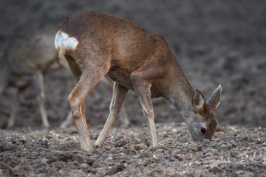 Ormandaki beslenme yerinde bir grup yumurta geyiği ve karaca.