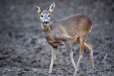 Yavru geyik, capreolus capreolus, ormandaki beslenme noktasında, tetikte bekliyor.