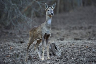 Yavru geyik, capreolus capreolus, ormandaki beslenme noktasında, tetikte bekliyor.