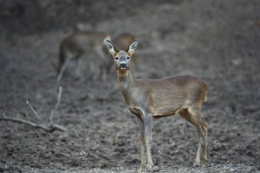 Ormandaki beslenme yerinde bir grup yumurta geyiği ve karaca.