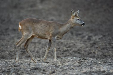 Yavru geyik, capreolus capreolus, ormandaki beslenme noktasında, tetikte bekliyor.