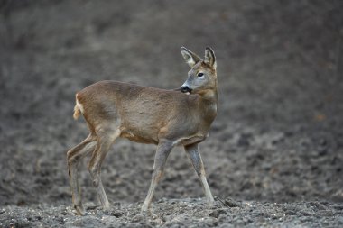 Yavru geyik, capreolus capreolus, ormandaki beslenme noktasında, tetikte bekliyor.
