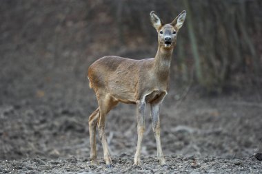 Yavru geyik, capreolus capreolus, ormandaki beslenme noktasında, tetikte bekliyor.