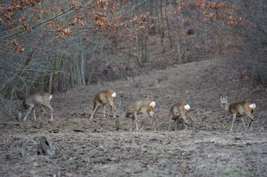 Ormandaki beslenme yerinde bir grup yumurta geyiği ve karaca.