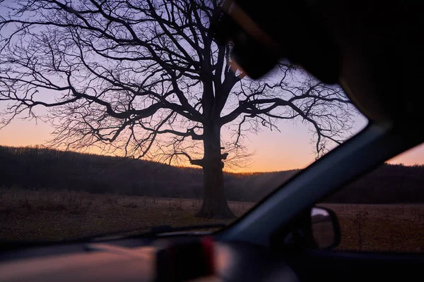 View Car Passing Large Oak Sunset — Stock Photo, Image