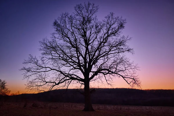 Large Oak Tree Plain Far Forest — 스톡 사진