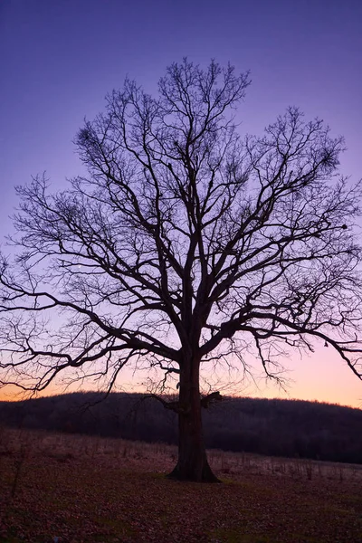 森から遠く離れた平野にある大きなオークの木 — ストック写真