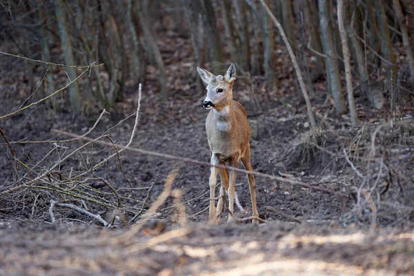 Roe Hert Bok Het Bos Lente — Stockfoto