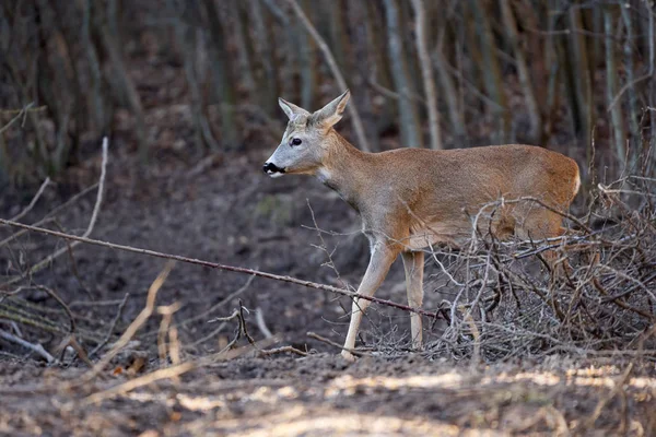 Rådjursbock Skogen Våren — Stockfoto