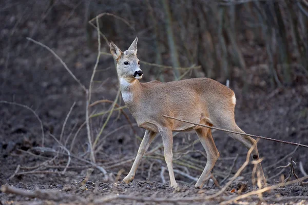 Roe Cervo Buck Floresta Primavera — Fotografia de Stock