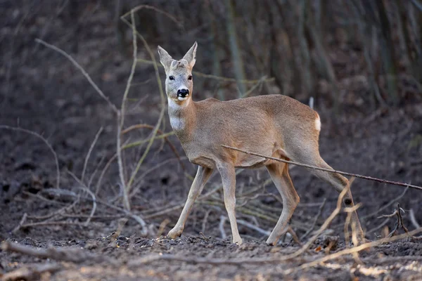 Capriolo Buck Nella Foresta Primavera — Foto Stock