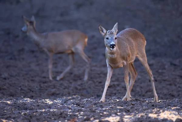 Roe Deer Bucks Forest Springtime — 스톡 사진