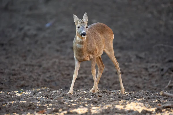 Roe Hert Bok Het Bos Lente — Stockfoto