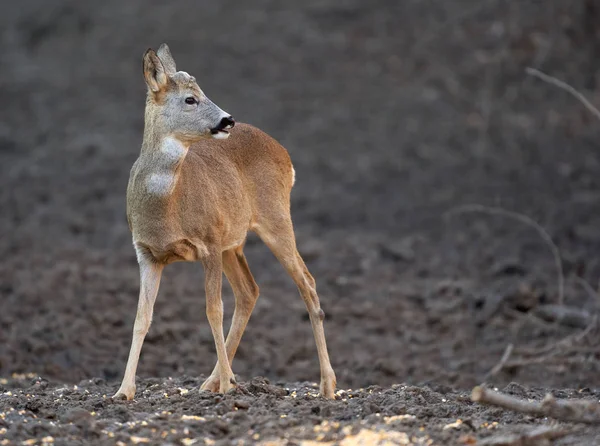 Rehbock Zur Frühlingszeit Wald — Stockfoto