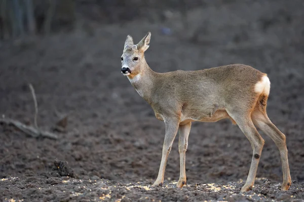 Roe Deer Buck Forest Springtime — 스톡 사진