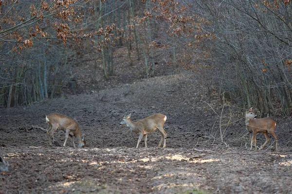 Roe Cervos Dólares Floresta Primavera — Fotografia de Stock