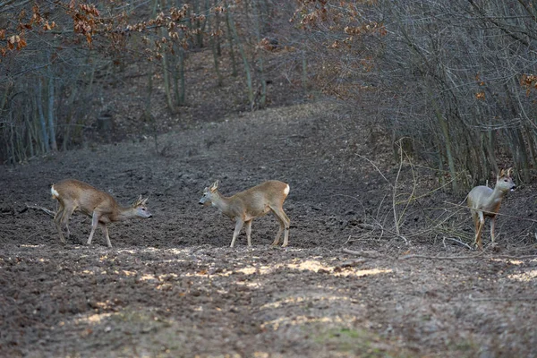 Roe Deer Bucks Forest Springtime — 스톡 사진