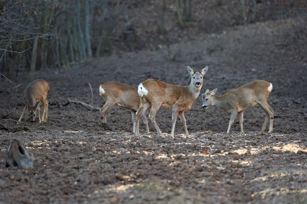 Roe Deer Bucks Forest Springtime — 스톡 사진