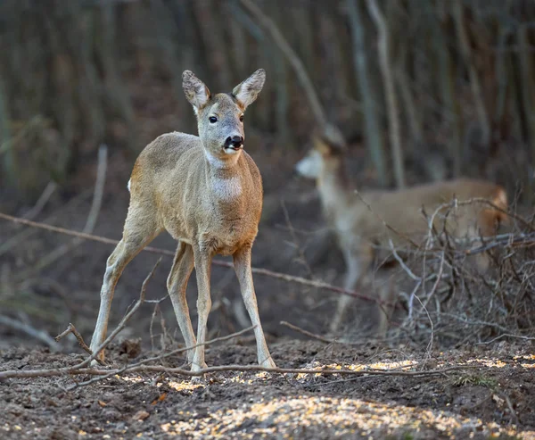 Des Chevreuils Dans Forêt Printemps — Photo