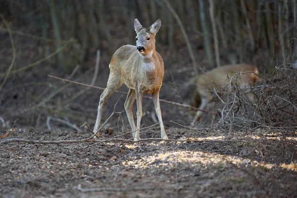 Roe Deer Bucks Forest Springtime — 스톡 사진