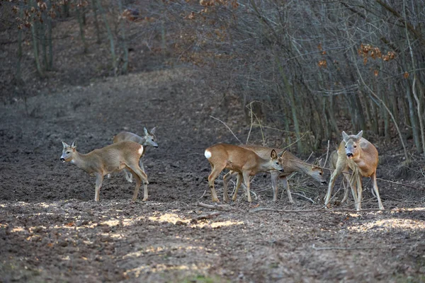 Roe Cervos Dólares Floresta Primavera — Fotografia de Stock