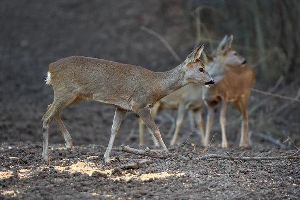 Roe Deer Bucks Forest Springtime — 스톡 사진