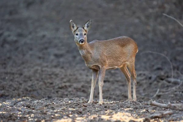 Portrait Young Roe Deer Early Spring Still Having Winter Coat — 스톡 사진