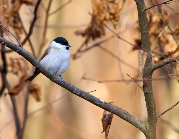 Grey Tit Melaniparus Afer Perched Twig Closeup — 스톡 사진