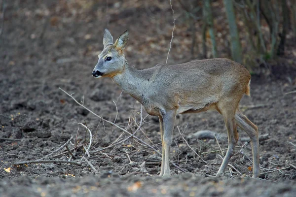 Giovane Capriolo Capreolo Capreolo Punto Alimentazione Nella Foresta Tenendo Gli — Foto Stock