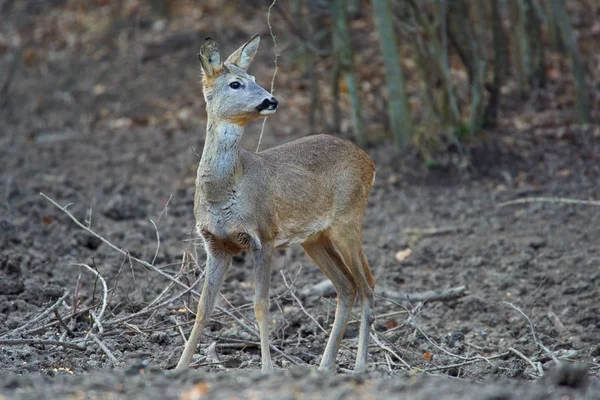 Jonge Reeën Capreolus Capreolus Voederplek Het Bos Waakzame Ogen Houdend — Stockfoto