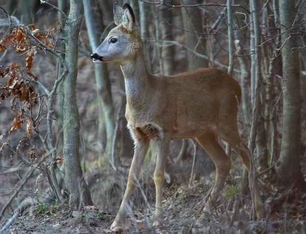 Ciervo Joven Capreolus Capreolus Lugar Alimentación Bosque Vigilando — Foto de Stock