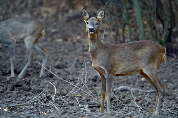 Eine Gruppe Rehe Und Rehböcke Der Futterstelle Wald — Stockfoto