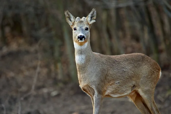 Roe Deer Buck Forest Springtime — 스톡 사진