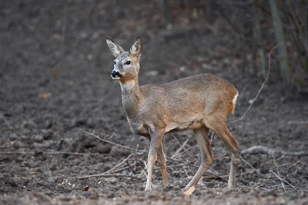 Mladý Jikry Capreolus Capreolus Místě Krmení Lese Pozorné Oči — Stock fotografie