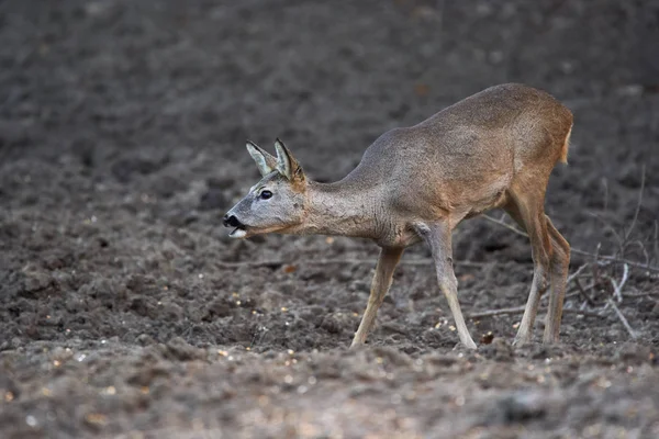 Jonge Reeën Capreolus Capreolus Voederplek Het Bos Waakzame Ogen Houdend — Stockfoto