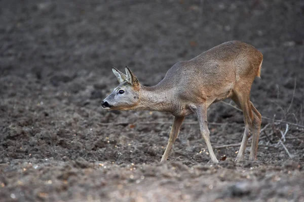 Jonge Reeën Capreolus Capreolus Voederplek Het Bos Waakzame Ogen Houdend — Stockfoto