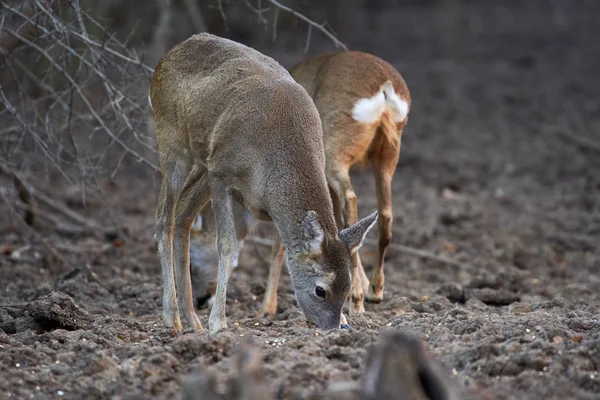 Μια Ομάδα Ζαρκάδι Και Roebuck Στο Σημείο Σίτισης Στο Δάσος — Φωτογραφία Αρχείου