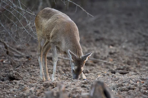 Group Roe Deer Roebuck Feeding Spot Forest — 스톡 사진