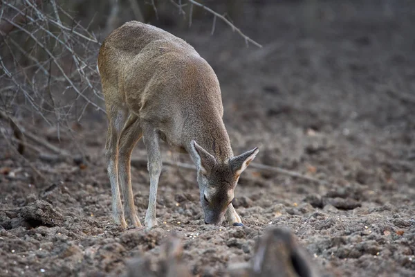 Gruppo Caprioli Caprioli Nel Punto Alimentazione Nella Foresta — Foto Stock