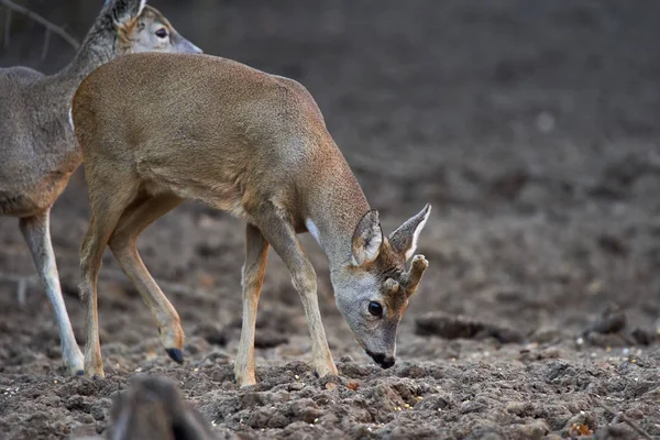 Group Roe Deer Roebuck Feeding Spot Forest — 스톡 사진