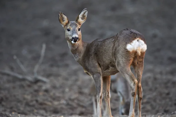 Een Groep Reeën Reebok Voederplaats Het Bos — Stockfoto