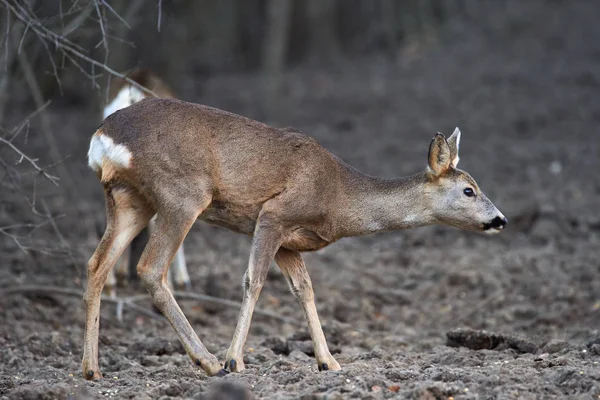 Een Groep Reeën Reebok Voederplaats Het Bos — Stockfoto